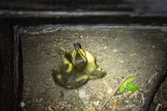 Kiskacsákat mentettek a Medve utcában