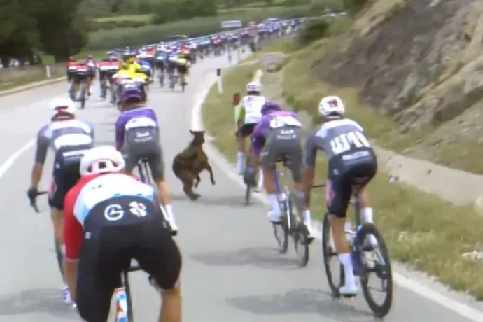 Kecske támadta meg a Giro d'Italia bringásait