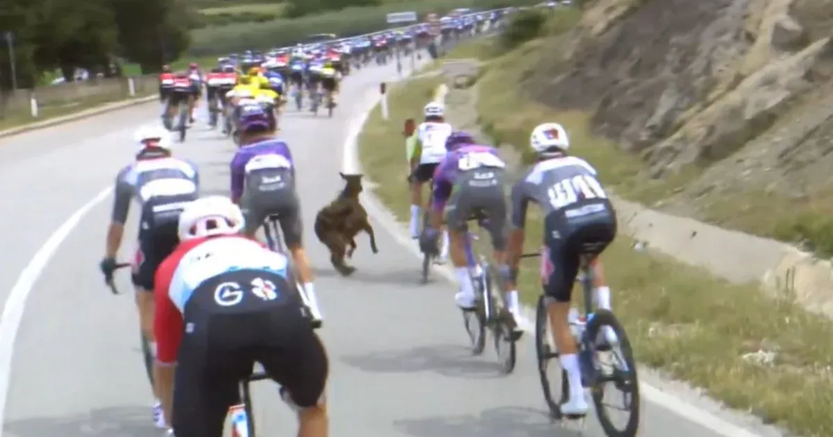 Kecske támadta meg a Giro d'Italia bringásait