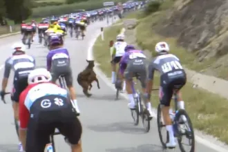 Kecske támadta meg a Giro d'Italia bringásait