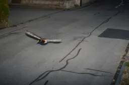 Gyorshajtáson kaptak egy kacsát Svájcban, és még csak nem is ez a legfurcsább