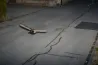 Gyorshajtáson kaptak egy kacsát Svájcban, és még csak nem is ez a legfurcsább