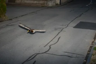Gyorshajtáson kaptak egy kacsát Svájcban, és még csak nem is ez a legfurcsább