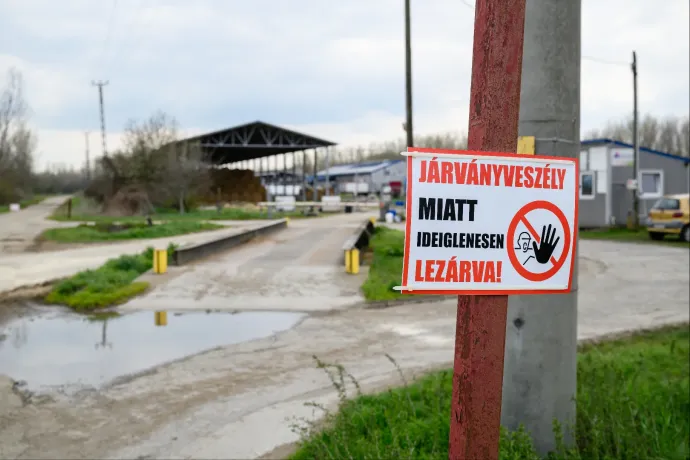 Vakcinázás helyett kényszervágás – miért így védekezik Magyarország a ragadós száj- és körömfájás ellen?
