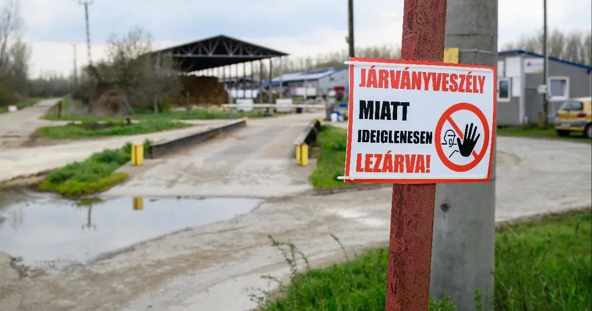 Vakcinázás helyett kĂ©nyszervágás – miĂ©rt Ăgy vĂ©dekezik Magyarország a ragadĂłs száj- Ă©s körömfájás ellen?