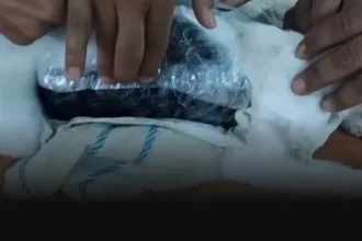Marihuánát és heroint csempésző macskát fogtak el a Costa Rica-i börtönnél