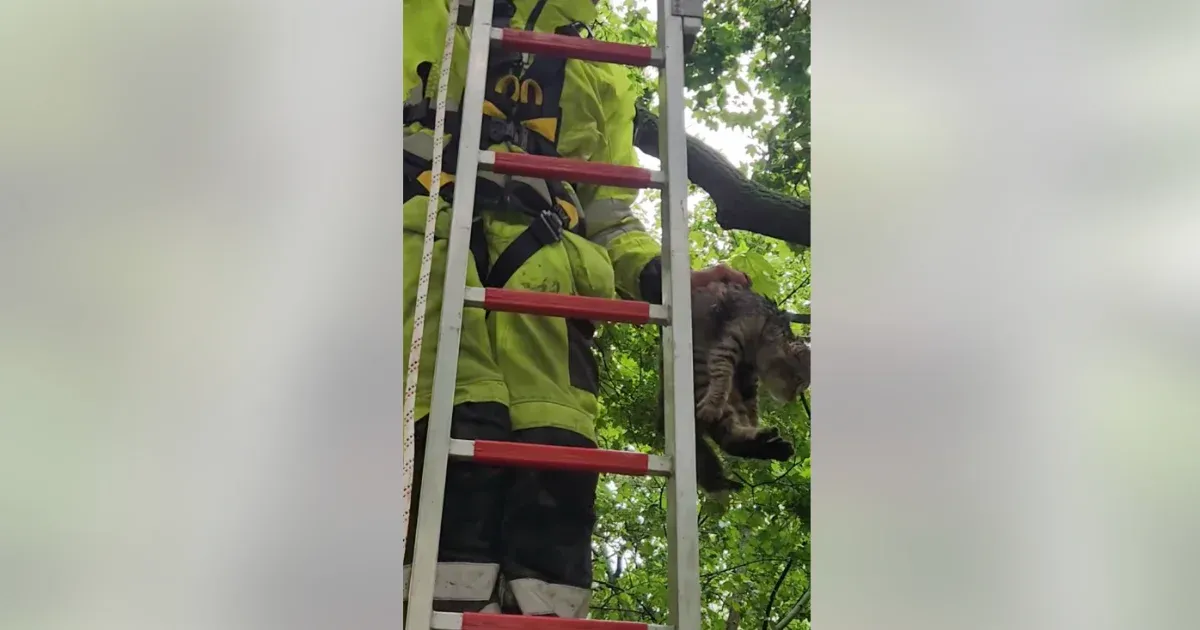 Agresszív szarkák elől kellett megmenteni egy fán ragadt macskát Újpesten