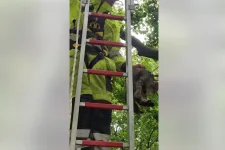 Agresszív szarkák elől kellett megmenteni egy fán ragadt macskát Újpesten
