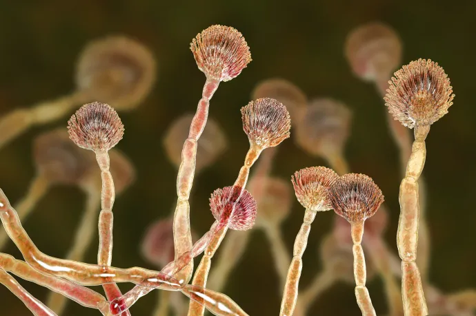 Az Aspergillus flavus számítógépes grafikája – Fotó: Kateryna Kon/Science Photo Libra / AFP
