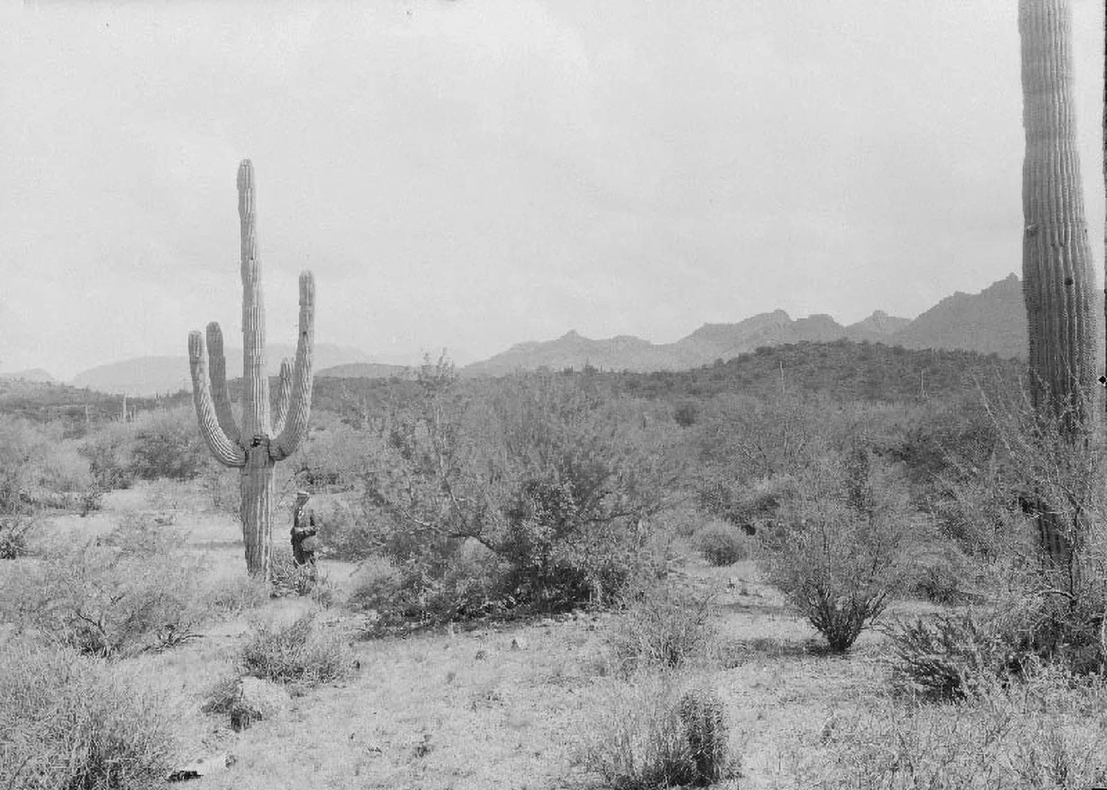 Pusztai növényzet az Arizonai hegyek lábánál, USA, 1912.X.6. – Fotó: Cholnoky Jenő Fényképtár / Cholnoky Jenő Hagyaték / Cholnoky Jenő Földrajzi Társaság