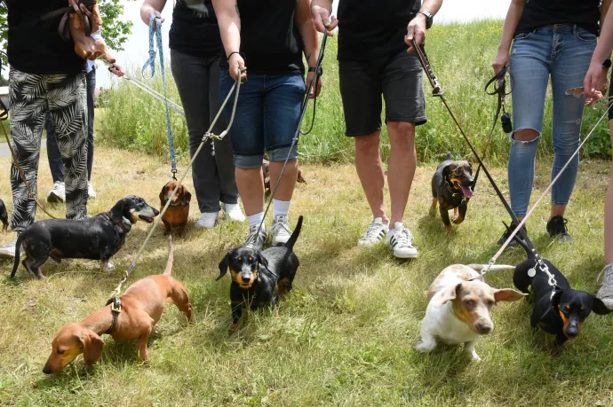 Egy uniós javaslat nyomán jelentősen szigorodhat a házi kedvencek kereskedelme