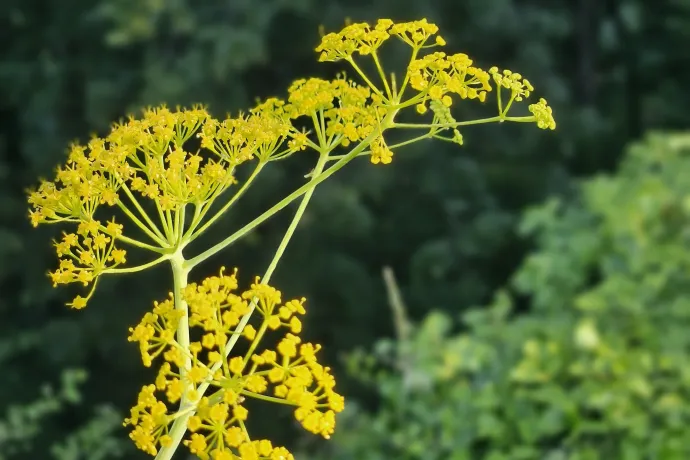 Magyarföldi husáng (Ferula sadleriana) – Fotó: Duna-Ipoly Nemzeti Park