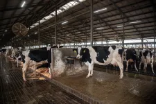 Szlovákia feloldotta a száj- és körömfájás miatti szállítási tilalmat