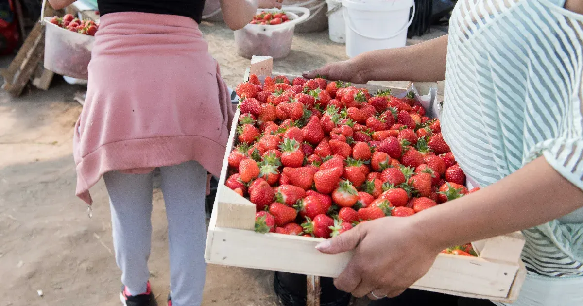 Tényleg termelői az a termelői eper? Szamócaellenőrzést tartott a Nébih, és kiderült: messze nem mindegyik
