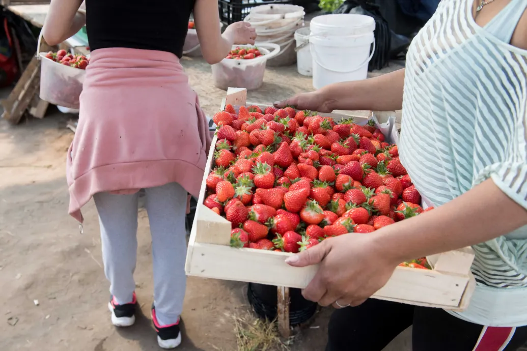 Tényleg termelői az a termelői eper? Szamócaellenőrzést tartott a Nébih, és kiderült: messze nem mindegyik – Forrás: Telex.hu