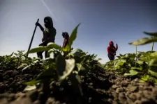 Illegális mezőgazdasági munkásokat vett célba az amerikai hatóság, állandóak a razziák Los Angeles környékén