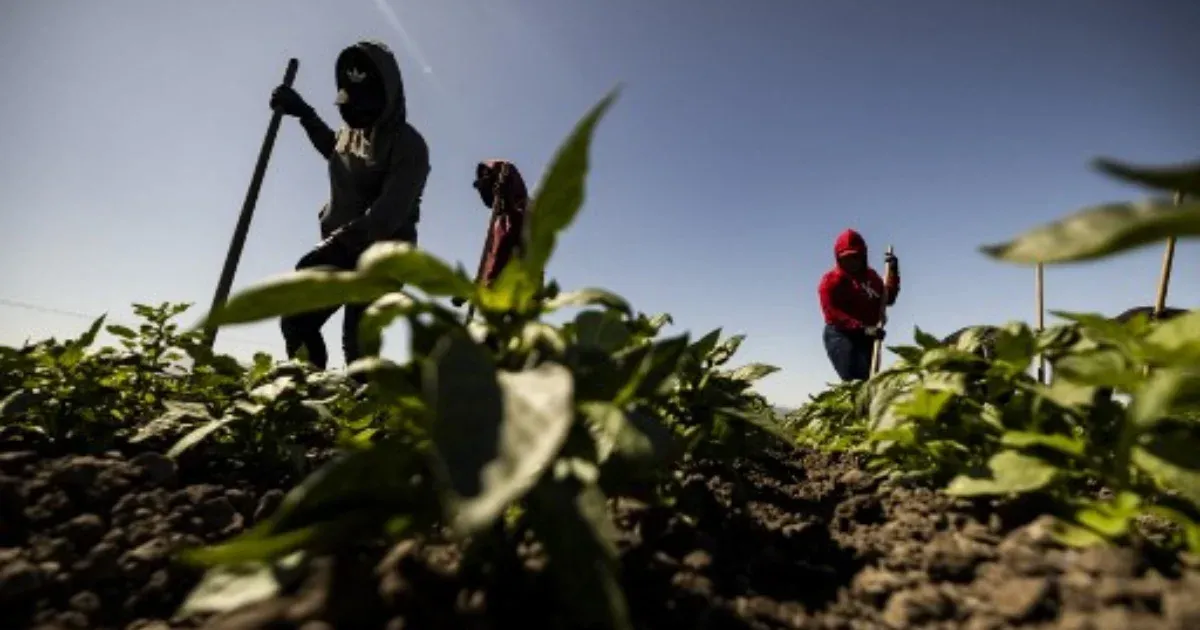 Illegális mezőgazdasági munkásokat vett célba az amerikai hatóság, állandóak a razziák Los Angeles környékén