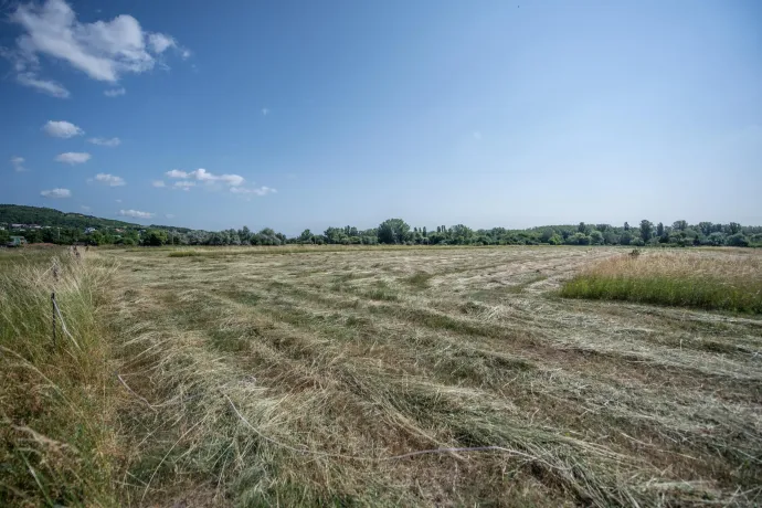 A lekaszált terület 2025. június 12-én – Fotó: Bődey János / Telex