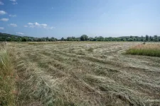 Egy területbitorló elpusztította a természetvédelmi szenzációnak számító szöcskefaj élőhelyének egy részét