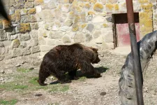 Szagsemlegesítő táblákkal próbálják távol tartani a medvéket egy Brassó megyei városban