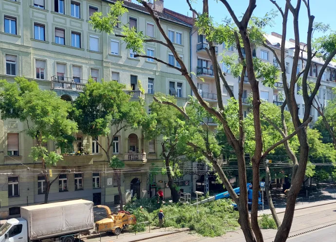 Faritkítás a XI. kerületi Karinthy Frigyes úton – Fotó: Olvasói fotó