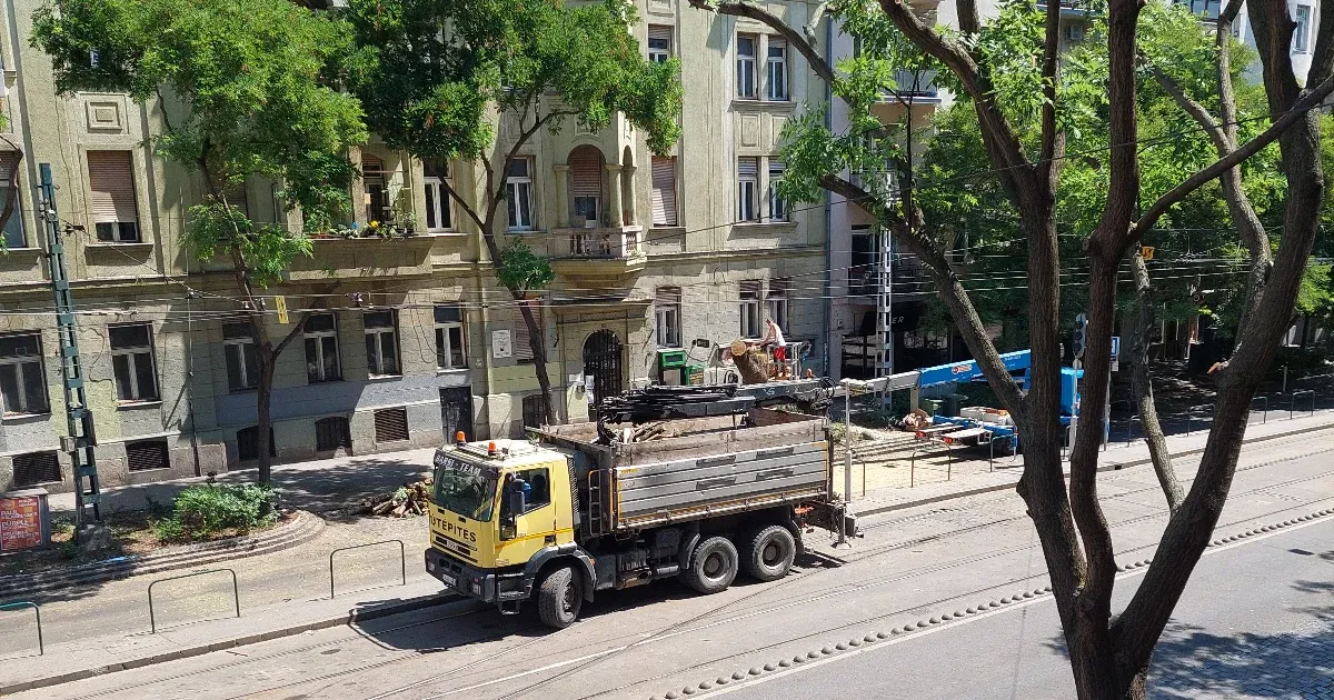 Fakivágás és lombritkítás a kánikulában: kellemetlen, de szakmailag megalapozott