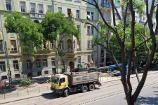 Fakivágás és lombritkítás a kánikulában: kellemetlen, de szakmailag megalapozott