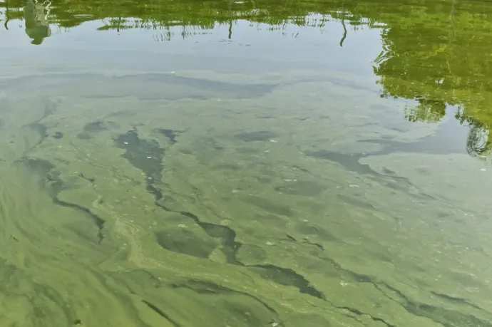Sok helyen algás a Balaton, nem tanácsos fürdeni benne