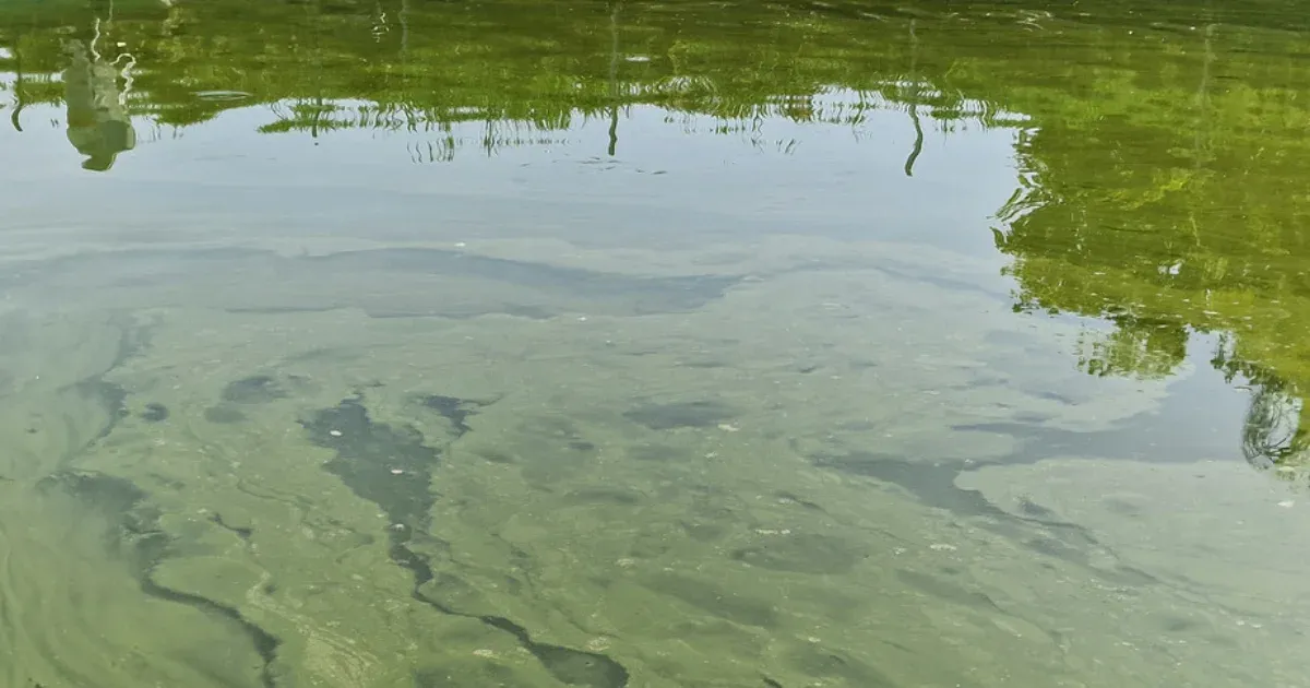 Sok helyen algás a Balaton, nem tanácsos fürdeni benne