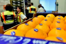 Nagyban ment az áfacsalás a Nagybani Piacon, több mint 11 milliárd forintos kár érte a költségvetést