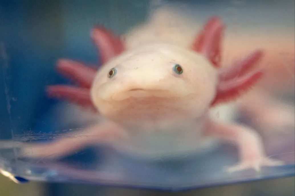 Az axolotloknak hála nagy lépést tettek a tudósok a végtagok újranövesztésének megértése felé – Forrás: Telex.hu