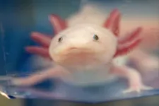 Az axolotloknak hála nagy lépést tettek a tudósok a végtagok újranövesztésének megértése felé