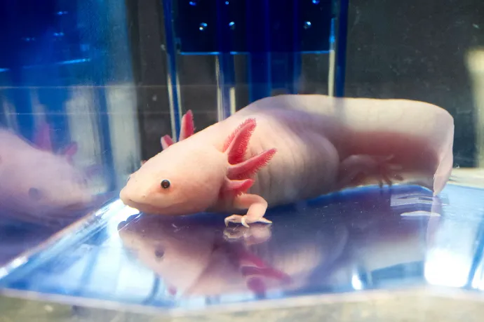 Egy axolotl a Bécsi Molekuláris Biotechnológiai Intézet egyik laboratóriumában 2024. március 14-én – Fotó: Georg Hochmuth / APA-Picturedesk / AFP