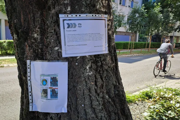 A faápolásban, kivágásban érintett fák törzsére az önkormányzat tájékoztatókat helyezett ki – Fotó: Gulyás Ádám / Telex