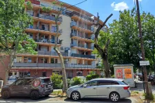 A fák csonkolása barbárságnak tűnik, de éppen ezzel lehet őket még sokáig életben tartani
