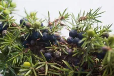 Már a gin íze is veszélybe került