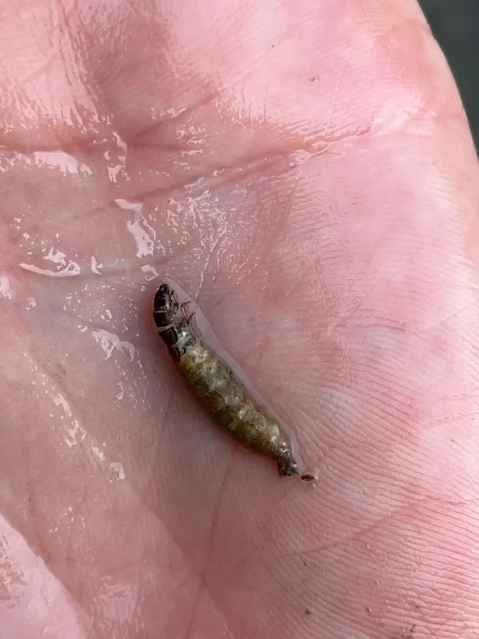 A szövőtegzesek nemzetségéhez (Hydropsyche sp.) tartozó lárvatetem – Fotó: Zsigmond Andrea-Rebeka, 2025.06.19