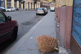 Június van --> megint kidobott karácsonyfákról írunk cikket