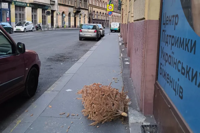 Június van --> megint kidobott karácsonyfákról írunk cikket