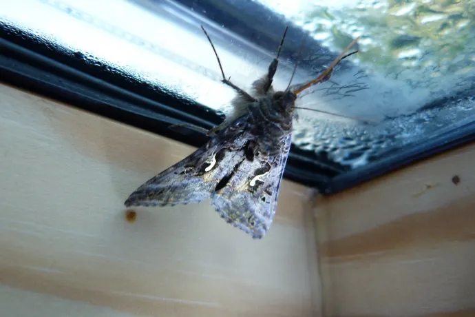 Böhöm nagy éjszakai lepkék lepték el Magyarországot, ezt az inváziót most csak kibekkelni tudjuk