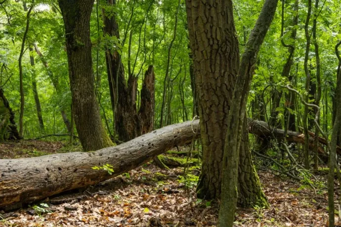 Szerencsére a tarvágáson kívül is van élet