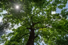 Hajdú-Bihar nemzeti kincsei a Hitler-tölgyek, amikből már alig akad a világban