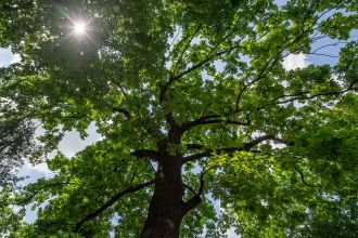 Hajdú-Bihar nemzeti kincsei a Hitler-tölgyek, amikből már alig akad a világban