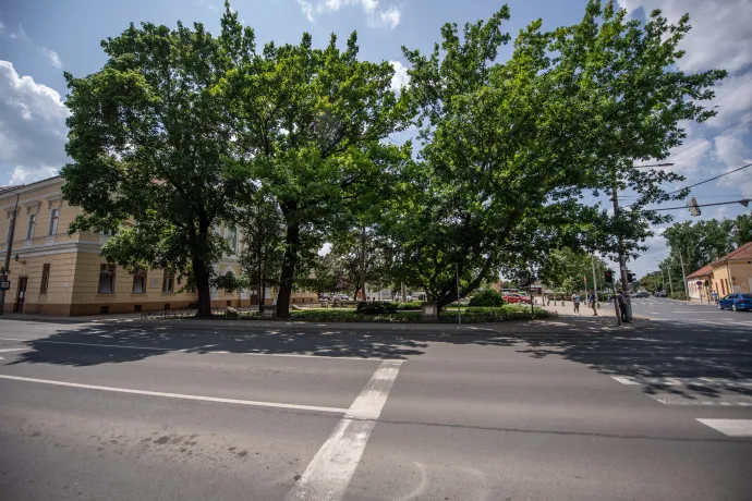 A berettyóújfalui olimpiai tölgyek – Fotó: Bődey János / Telex