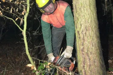 Az erdei horogkereszt rejtélye, amit ötven éven át nem fedeztek fel