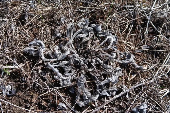 Elpusztult piros kígyószisz – Fotó: Duna–Ipoly Nemzeti Park