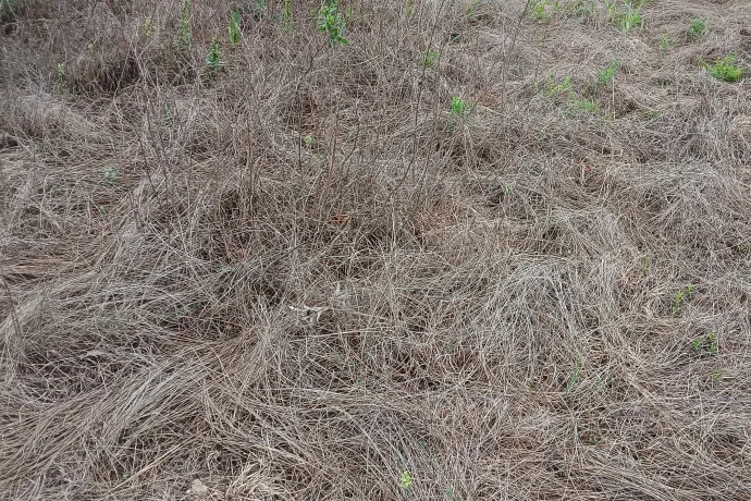 Vegyszertől sárgult selymes peremizs és teljesen elpusztult délvidéki árvalányhaj – Fotó: Duna–Ipoly Nemzeti Park