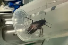 Kulja András szerint csótányok vannak a Péterfyben, a kórház szerint hazudik