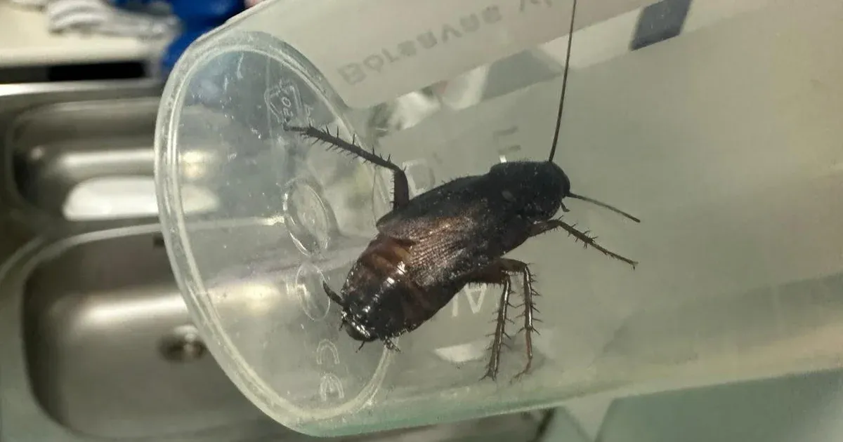 Kulja szerint csótányok vannak a Péterfyben, a kórház szerint hazudik