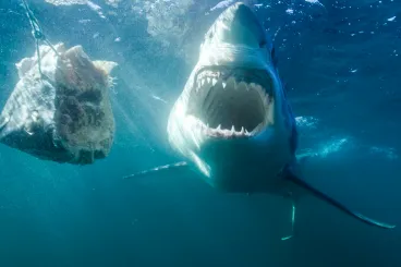 Amikor először merültem ketrecben, otthagytam a kamerát a hajón, és tíz percig csak bámultam a cápákat